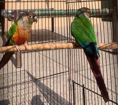 Conure two parrots no dna