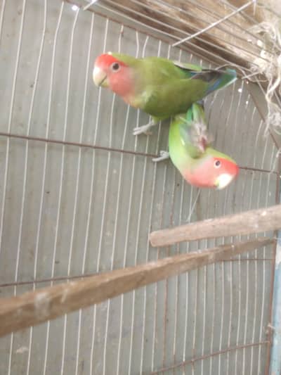 love bird
