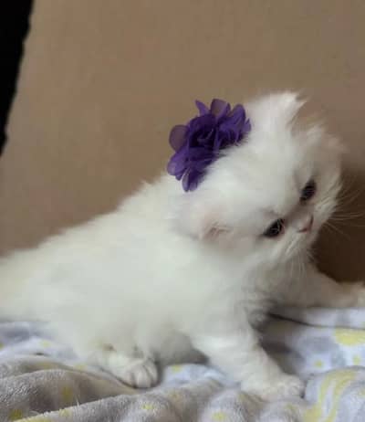 Gray and white color kittens available in adoption