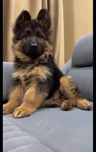 German shepherd