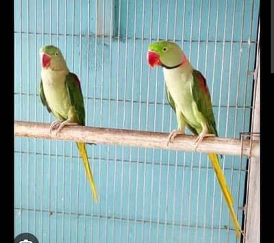 BREEDER PARROT PAIR