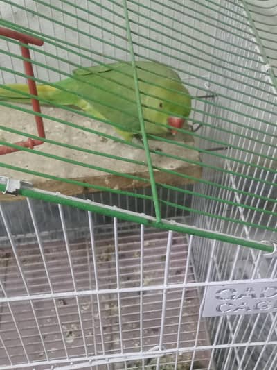 Active and healthy parrot for sale