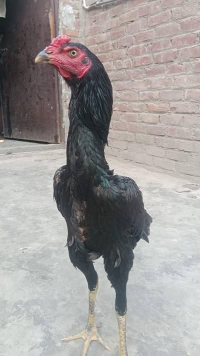 aseel thai x shamo high quality patha