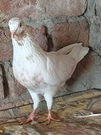 Galvi Breader Female