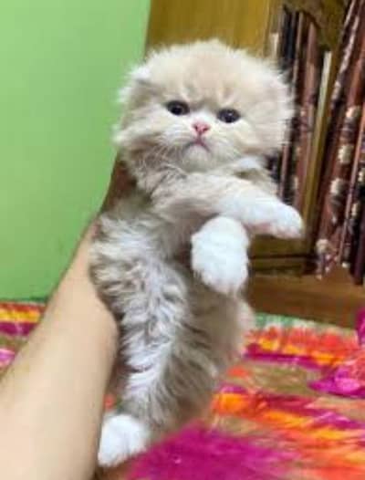 kittens available for minimum charges