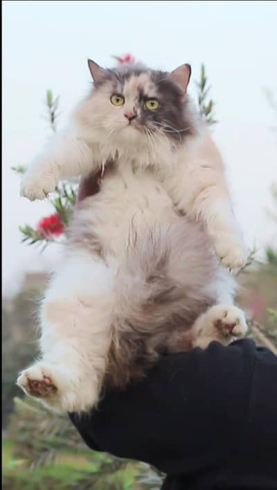 Persian cat | triple coat | Persian Female cat for sale