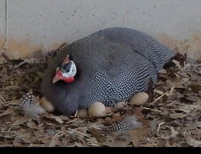 Guinea fowel ky  Andy  for sale
