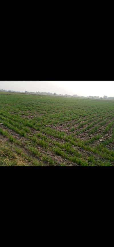8 Acre Fertile Agriculture Land for Sale near Hussain Abad, Sujawal”