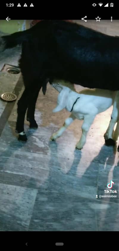 dasi bakri tadi with 1kid  03234438191