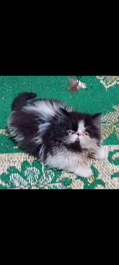 Persian Boy kitten