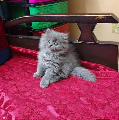 Persian good breed kittens avail. WhatsAp= 03103699468