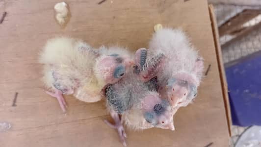 Cocktail Chicks 2 eno 1 common