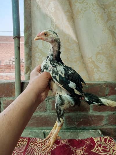 Aseel chicks / miawali aseel /Heera/murga/murgi