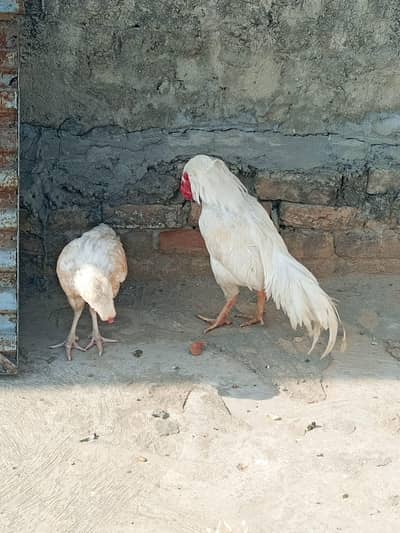 Aseel Heera Pair Sale