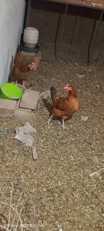 Egg laying hens for sale