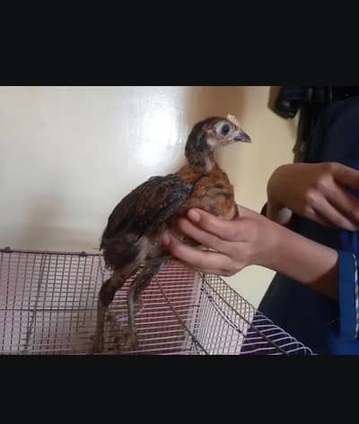 desi choozy and iron cage