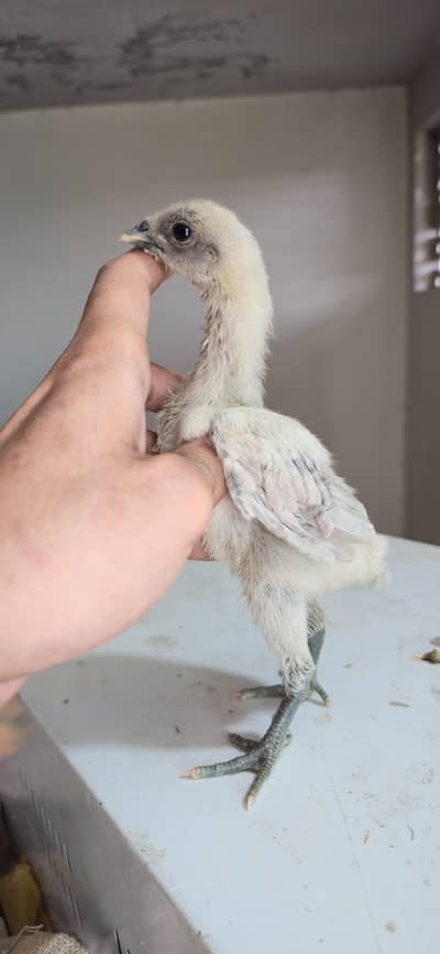 Dragon breed Available