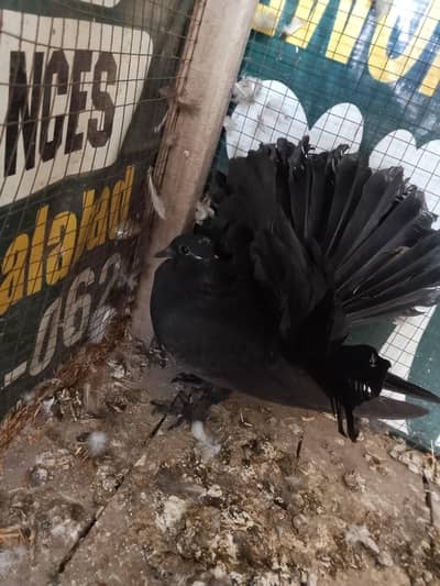 chisks pair for sale