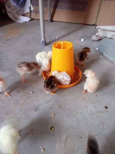 pure aseel chicks for sale WhatsApp 03332745762
