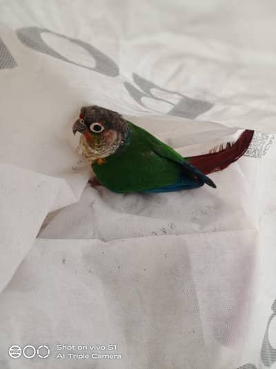 Beautiful Green cheeked conure healthy