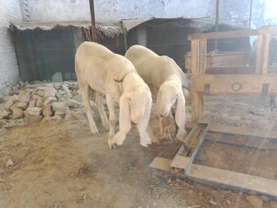 kajla mundra sheep goat Bakra chatra desi