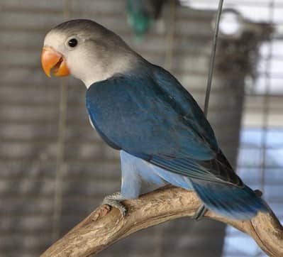 Full healthy and Active birds for sale per piece 1000