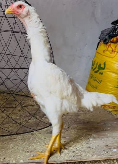 pure white shamo pair and white dragon thai