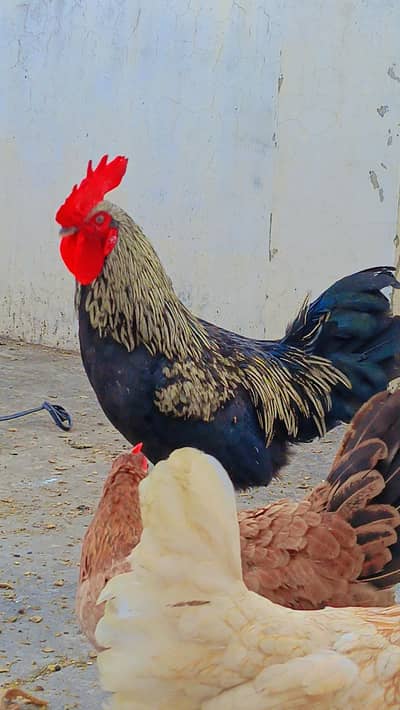 Eggs Laying Hens with Rooster Murghi Murgha Golden Misri Desi