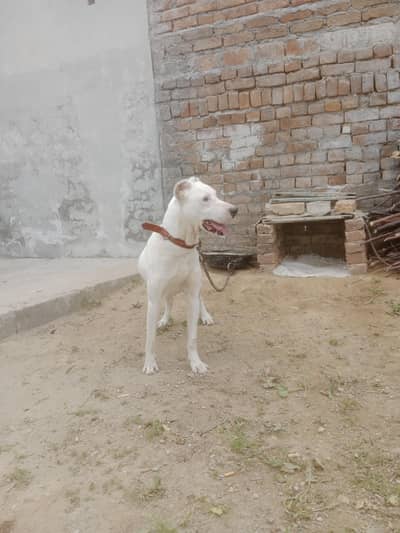 Gultair male super quilty dog