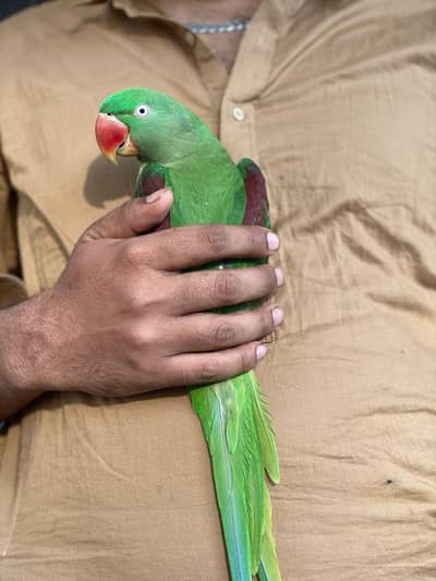 Raw taim Parrot