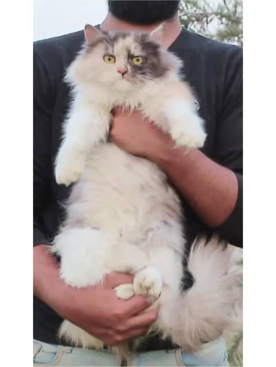 Persian cat | triple coat | Persian Female cat for sale