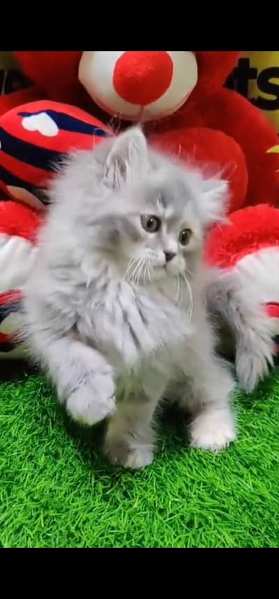 Quality Persian Punch face cat & kitten is 03233614642 WhatsApp