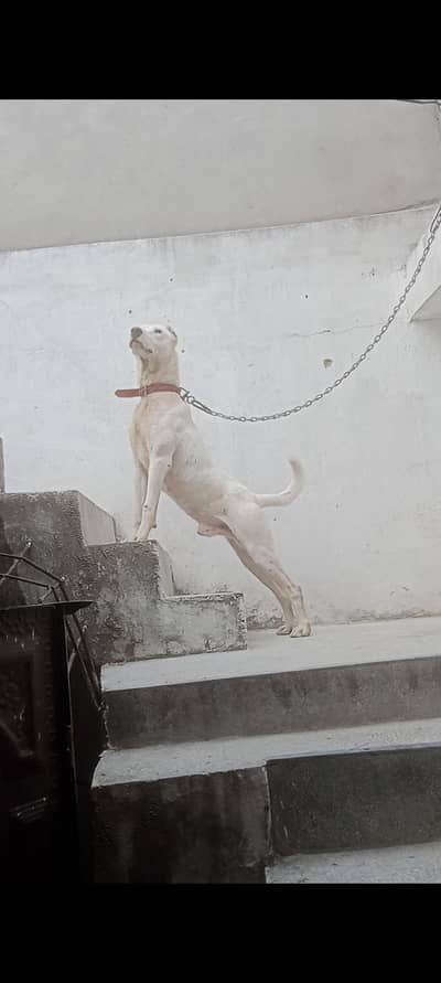 Gultair male super quilty dog
