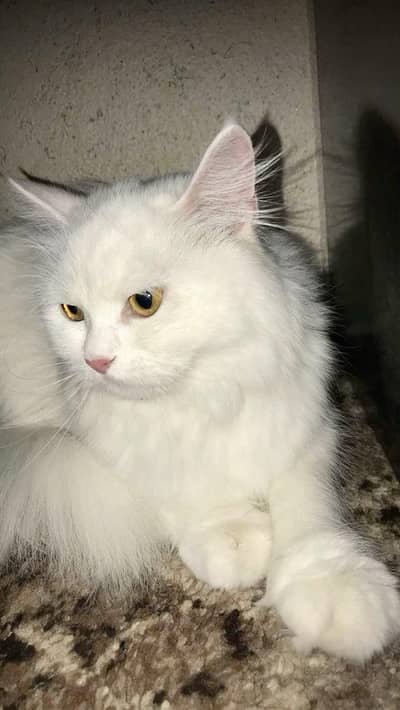 cat persian