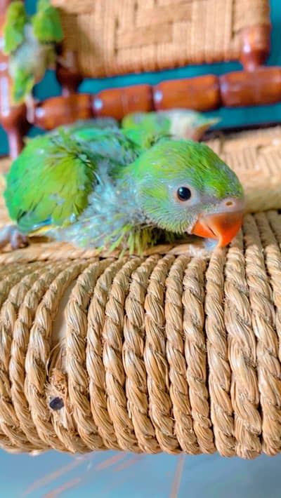 Green Ringneck Chicks (Bolny wala Tota)