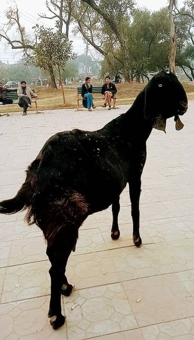 Betal bakri