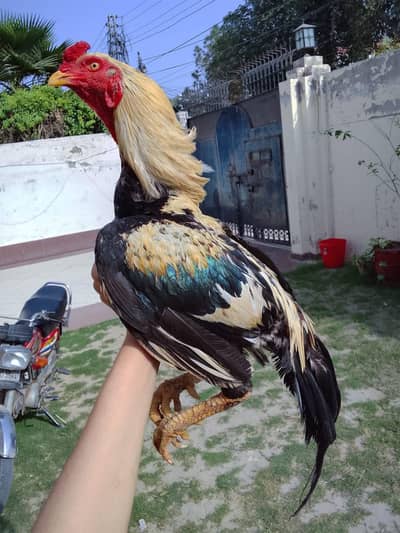 High quality Merthi aseel patha