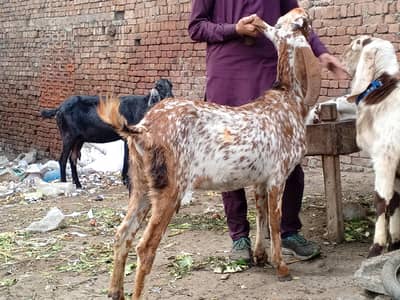 Goat for sale bakri sale