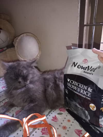 Royal Persian beauty  Persian cat vibe