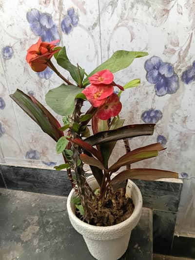 Real indoor beautiful plants