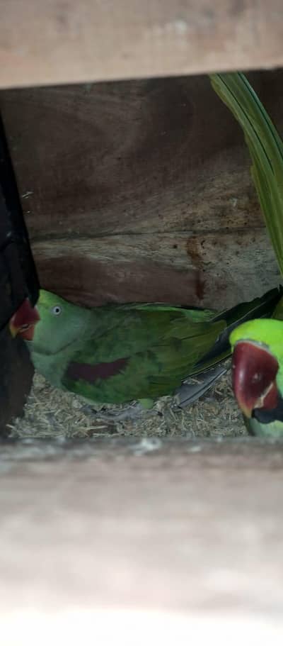 Raw breeder pair pair