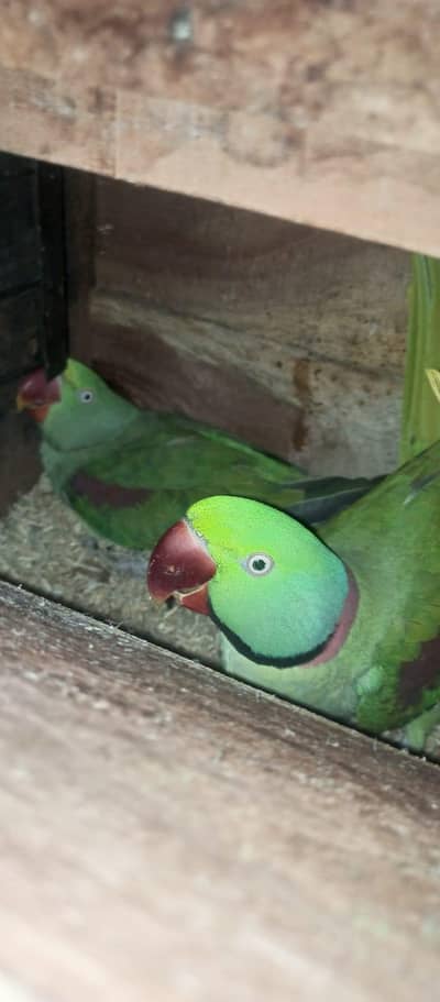 Raw breeder pair pair