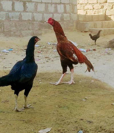 MIANWALI ASEEL AND THAI ASEEL