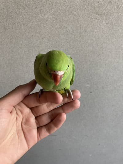 Parrot for sale beautiful tame hand fly tame hand feed