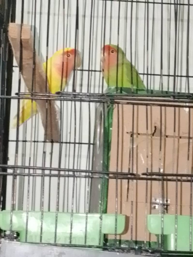 lovebird 5