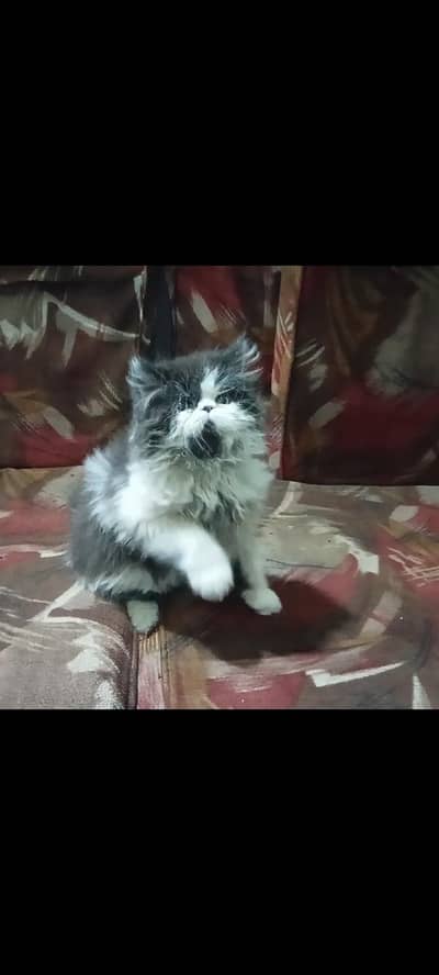 Persian Boy kitten
