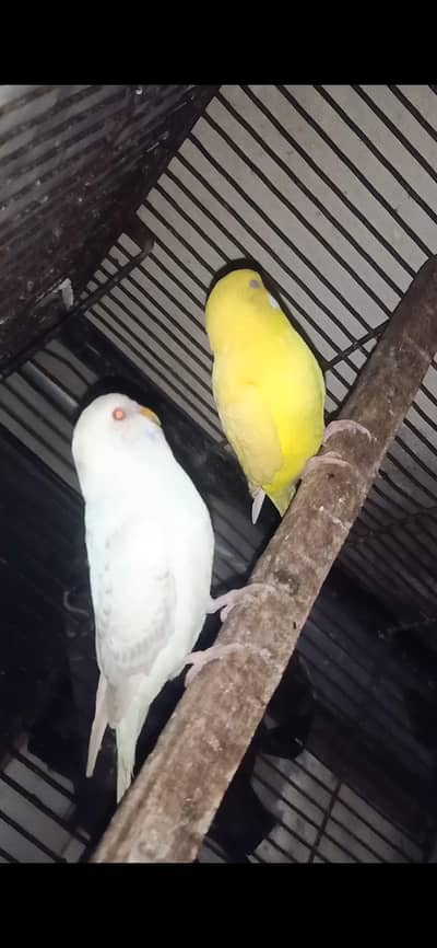Beautiful Lutino & Albino Budgie Pair for Sale