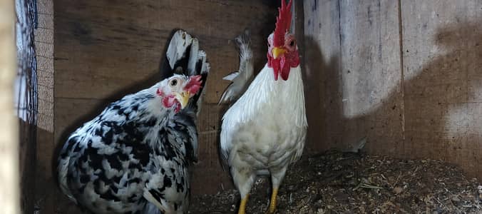 white Japanese male for sale