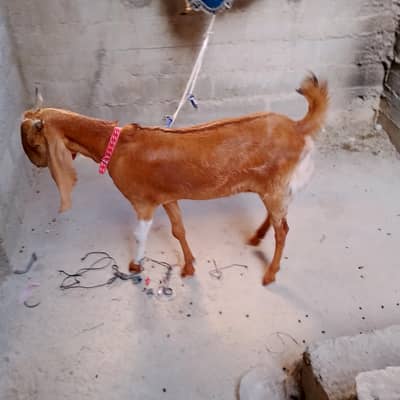 Goat female desi