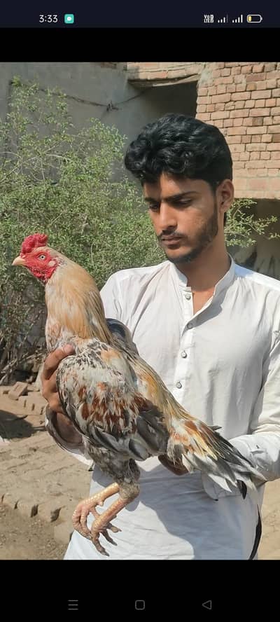 aseel murgha /aseel breed/aseel rooster Whatsapp:03494169108